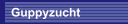 Guppyzucht